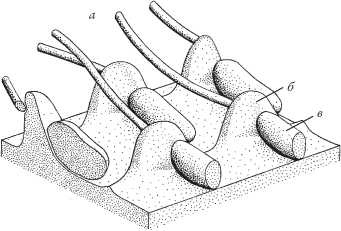 Иллюстрация к книге — Рассказ предка. Паломничество к истокам жизни [i_083.jpg]