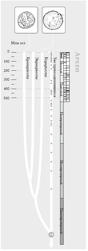 Иллюстрация к книге — Рассказ предка. Паломничество к истокам жизни [i_084.jpg]