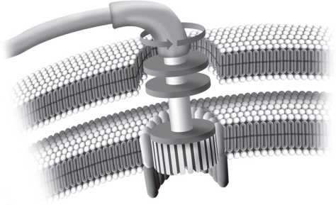 Иллюстрация к книге — Рассказ предка. Паломничество к истокам жизни [i_086.jpg]