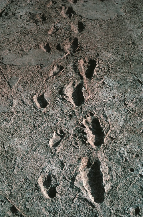 Иллюстрация к книге — Рассказ предка. Паломничество к истокам жизни [i_090.jpg]