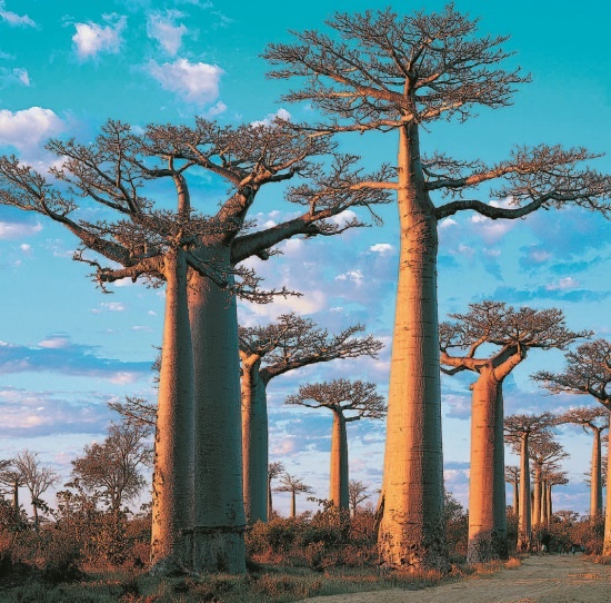 Иллюстрация к книге — Рассказ предка. Паломничество к истокам жизни [i_094.jpg]