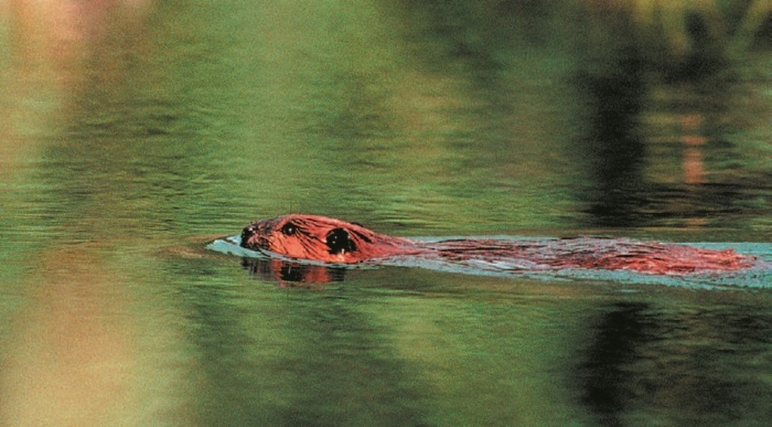 Иллюстрация к книге — Рассказ предка. Паломничество к истокам жизни [i_095.jpg]