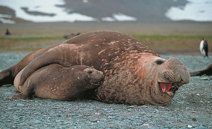 Иллюстрация к книге — Рассказ предка. Паломничество к истокам жизни [i_097.jpg]