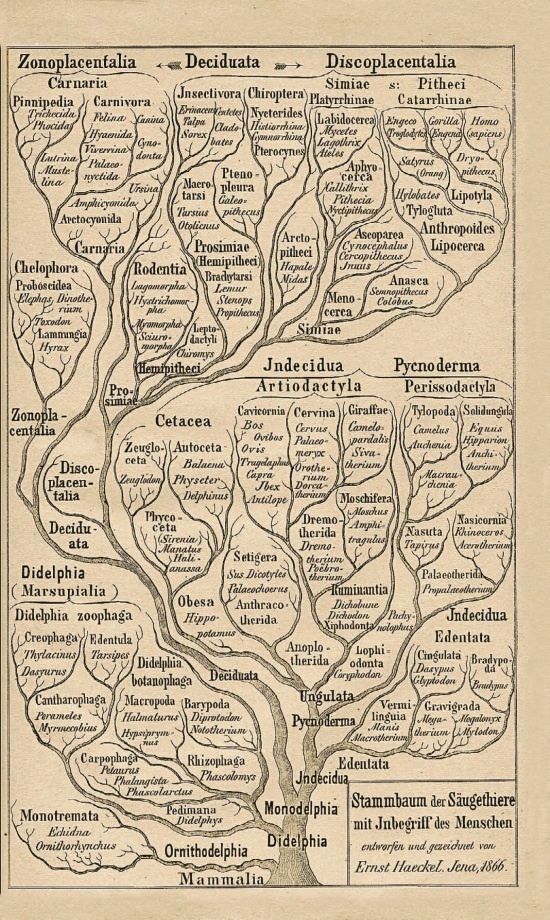 Иллюстрация к книге — Рассказ предка. Паломничество к истокам жизни [i_098.jpg]