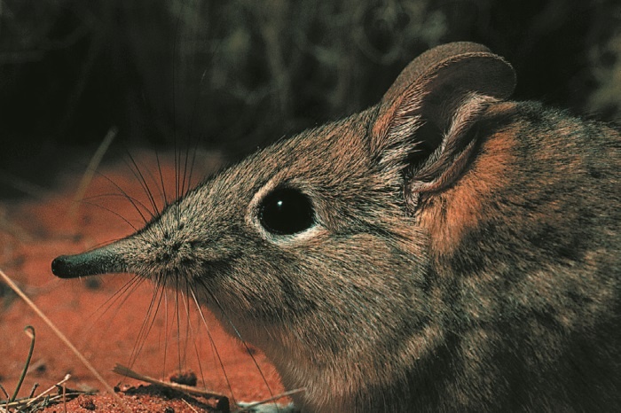 Иллюстрация к книге — Рассказ предка. Паломничество к истокам жизни [i_099.jpg]