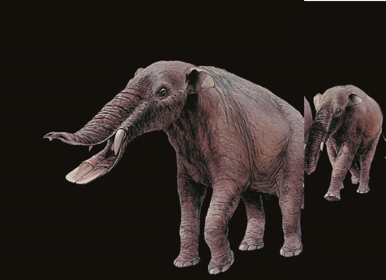 Иллюстрация к книге — Рассказ предка. Паломничество к истокам жизни [i_100.jpg]