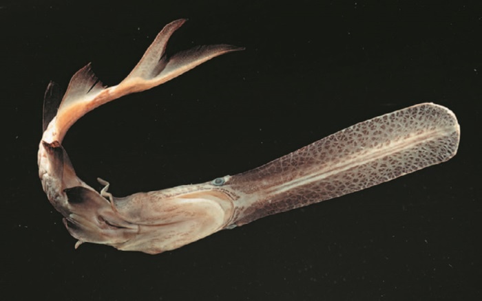 Иллюстрация к книге — Рассказ предка. Паломничество к истокам жизни [i_103.jpg]