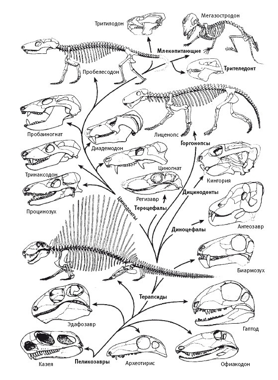 Иллюстрация к книге — Рассказ предка. Паломничество к истокам жизни [i_104.jpg]