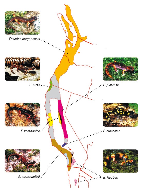 Иллюстрация к книге — Рассказ предка. Паломничество к истокам жизни [i_110.jpg]