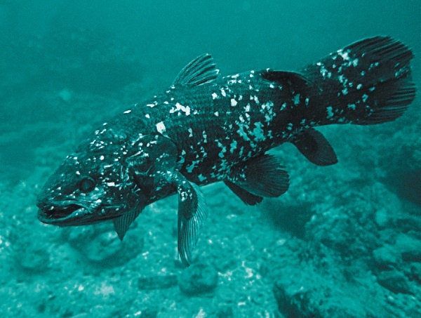 Иллюстрация к книге — Рассказ предка. Паломничество к истокам жизни [i_112.jpg]