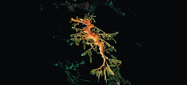 Иллюстрация к книге — Рассказ предка. Паломничество к истокам жизни [i_113.jpg]