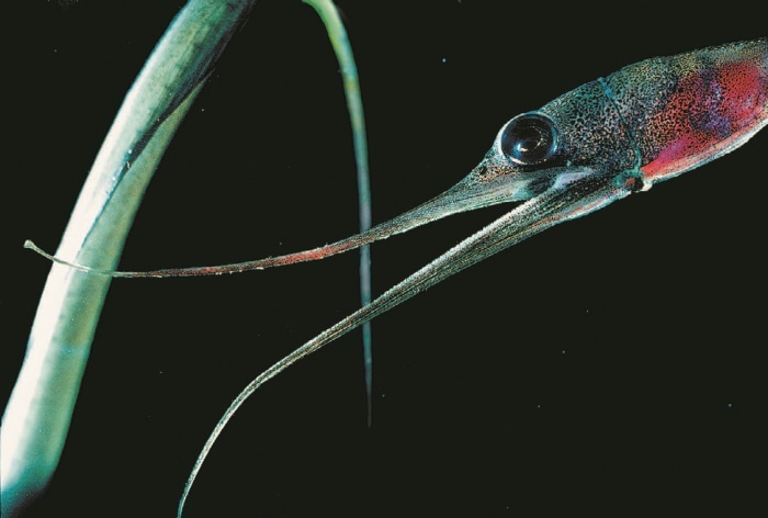 Иллюстрация к книге — Рассказ предка. Паломничество к истокам жизни [i_114.jpg]