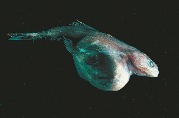 Иллюстрация к книге — Рассказ предка. Паломничество к истокам жизни [i_117.jpg]