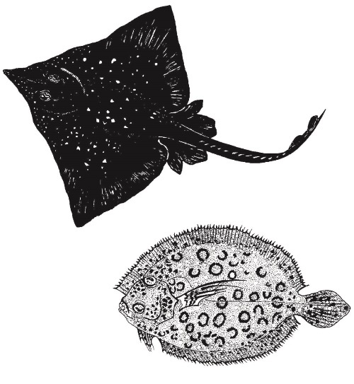 Иллюстрация к книге — Рассказ предка. Паломничество к истокам жизни [i_120.jpg]