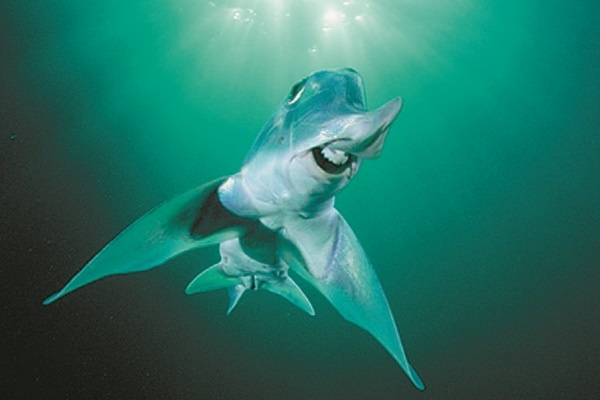 Иллюстрация к книге — Рассказ предка. Паломничество к истокам жизни [i_123.jpg]