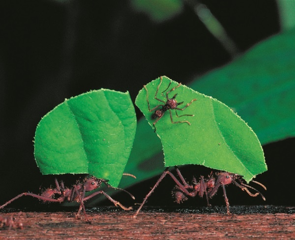 Иллюстрация к книге — Рассказ предка. Паломничество к истокам жизни [i_126.jpg]