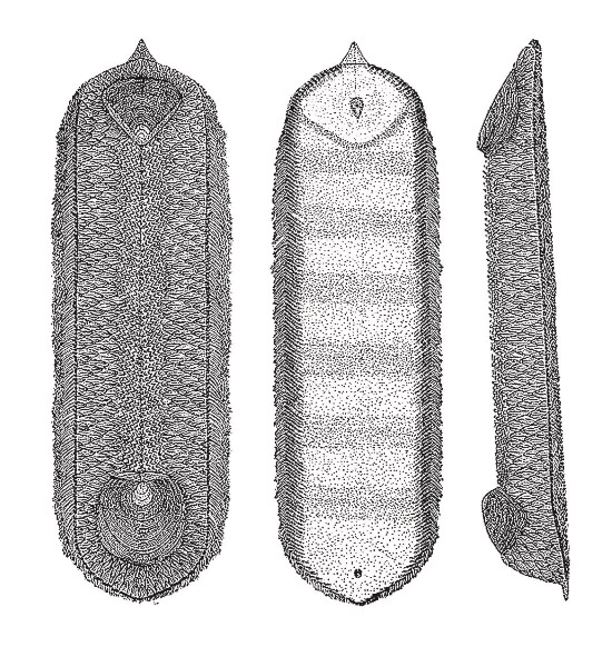 Иллюстрация к книге — Рассказ предка. Паломничество к истокам жизни [i_131.jpg]