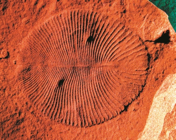 Иллюстрация к книге — Рассказ предка. Паломничество к истокам жизни [i_132.jpg]