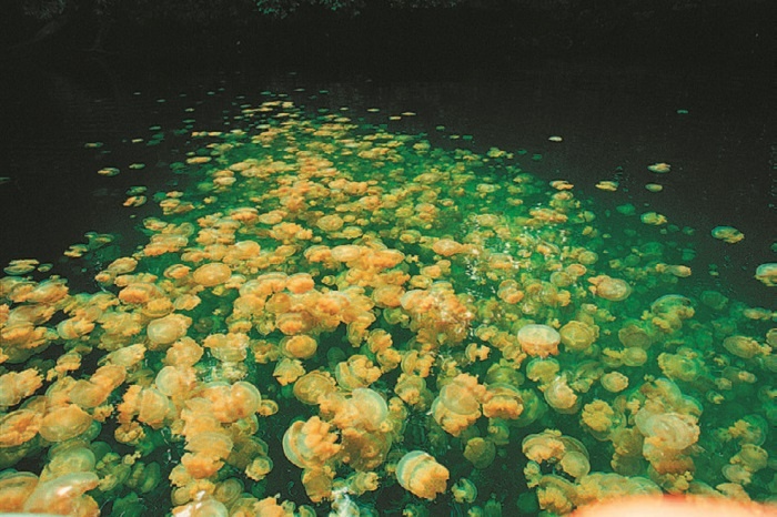 Иллюстрация к книге — Рассказ предка. Паломничество к истокам жизни [i_134.jpg]