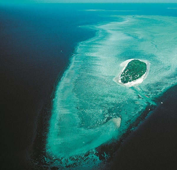 Иллюстрация к книге — Рассказ предка. Паломничество к истокам жизни [i_136.jpg]