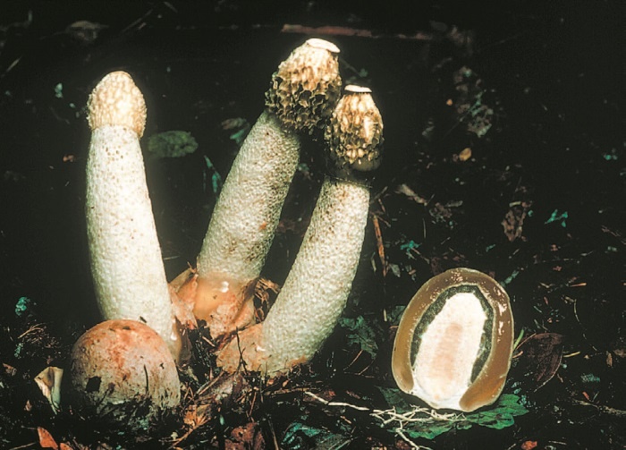 Иллюстрация к книге — Рассказ предка. Паломничество к истокам жизни [i_140.jpg]