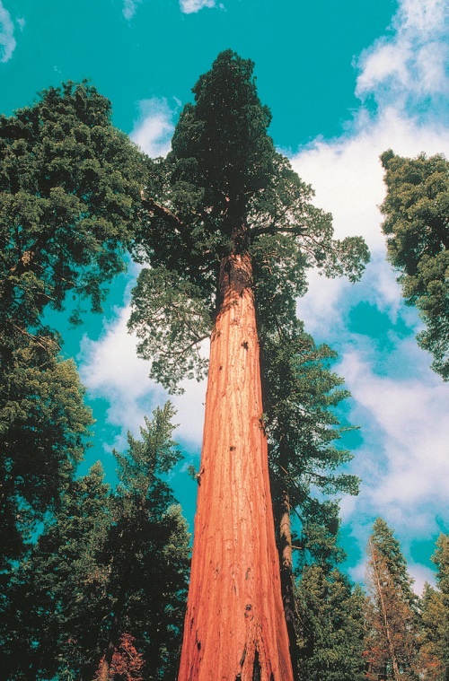 Иллюстрация к книге — Рассказ предка. Паломничество к истокам жизни [i_142.jpg]