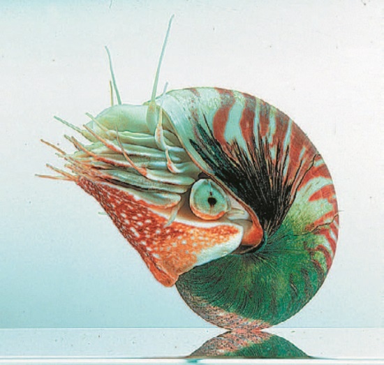 Иллюстрация к книге — Рассказ предка. Паломничество к истокам жизни [i_145.jpg]