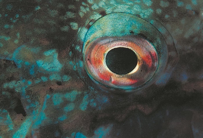 Иллюстрация к книге — Рассказ предка. Паломничество к истокам жизни [i_148.jpg]