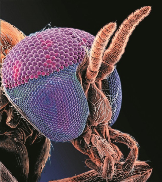 Иллюстрация к книге — Рассказ предка. Паломничество к истокам жизни [i_149.jpg]