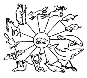 Иллюстрация к книге — Эволюция для всех, или Путь кентавра [_03.jpg]