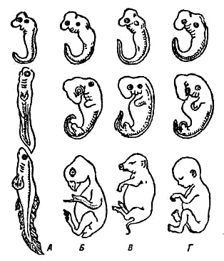 Иллюстрация к книге — Эволюция для всех, или Путь кентавра [_04.jpg]