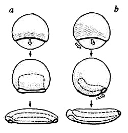 Иллюстрация к книге — Эволюция для всех, или Путь кентавра [_05.jpg]