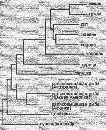 Иллюстрация к книге — Эволюция для всех, или Путь кентавра [_13.jpg]