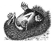 Иллюстрация к книге — Эволюция для всех, или Путь кентавра [_17.jpg]