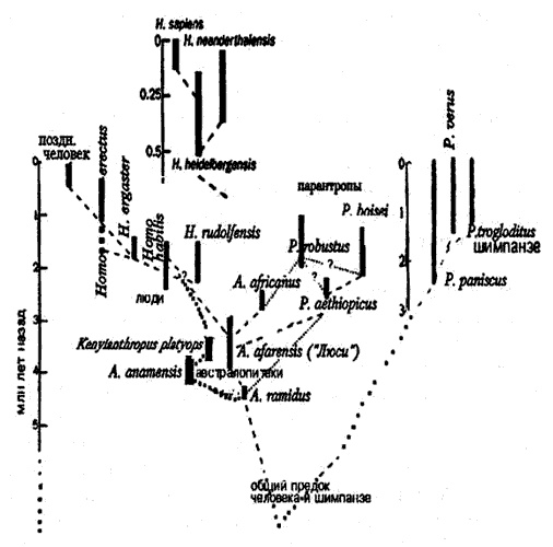Иллюстрация к книге — Эволюция для всех, или Путь кентавра [_23.jpg]