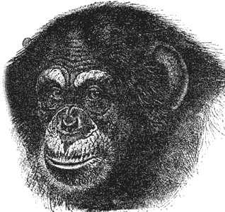 Иллюстрация к книге — Эволюция для всех, или Путь кентавра [_25.jpg]