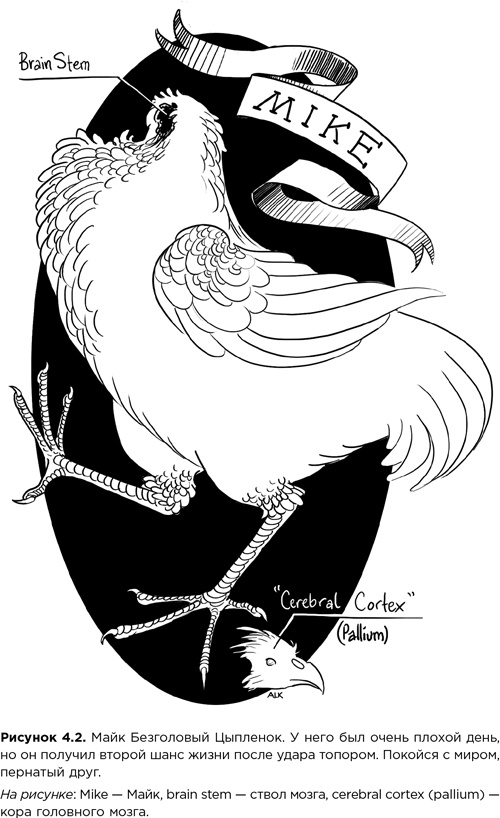 Иллюстрация к книге — Мозг зомби. Научный подход к поведению ходячих мертвецов [i_012.jpg]