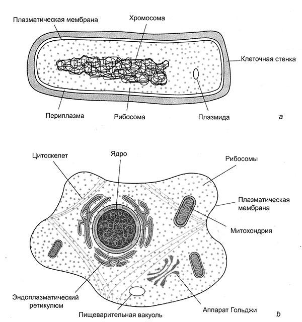 Иллюстрация к книге — Энергия, секс, самоубийство. Митохондрии и смысл жизни [i_004.jpg]