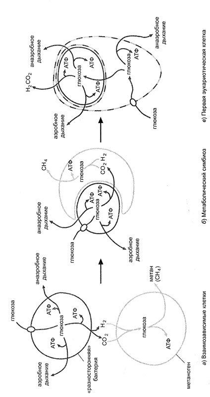 Иллюстрация к книге — Энергия, секс, самоубийство. Митохондрии и смысл жизни [i_006.jpg]