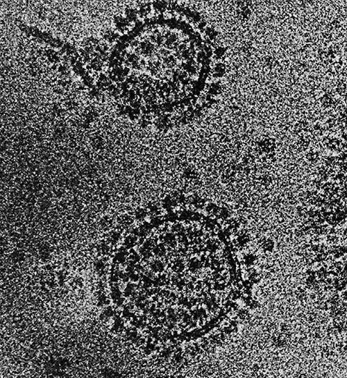 Иллюстрация к книге — Энергия, секс, самоубийство. Митохондрии и смысл жизни [i_009.jpg]