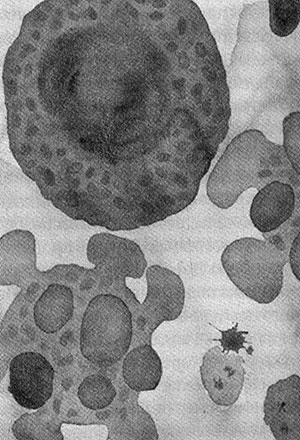 Иллюстрация к книге — Энергия, секс, самоубийство. Митохондрии и смысл жизни [i_019.jpg]