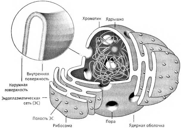 Иллюстрация к книге — Лестница жизни. Десять великих изобретений эволюции [img_15.jpg]