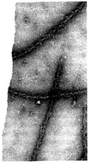 Иллюстрация к книге — Лестница жизни. Десять великих изобретений эволюции [img_19.jpg]