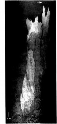 Иллюстрация к книге — Лестница жизни. Десять великих изобретений эволюции [img_2.jpg]