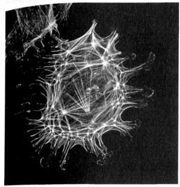 Иллюстрация к книге — Лестница жизни. Десять великих изобретений эволюции [img_20.jpg]