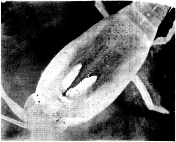 Иллюстрация к книге — Лестница жизни. Десять великих изобретений эволюции [img_21.jpg]