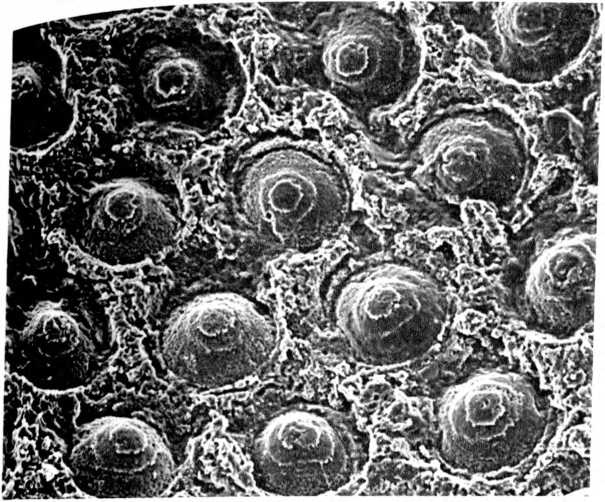 Иллюстрация к книге — Лестница жизни. Десять великих изобретений эволюции [img_23.jpg]