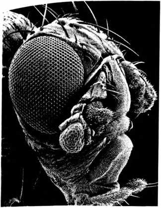 Иллюстрация к книге — Лестница жизни. Десять великих изобретений эволюции [img_26.jpg]