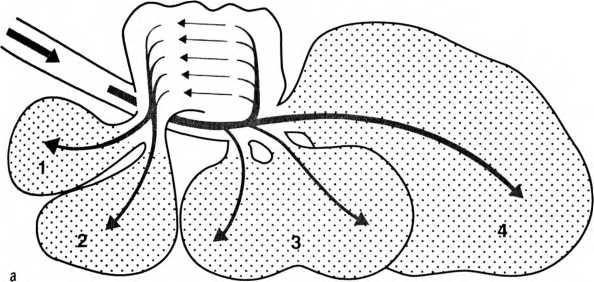 Иллюстрация к книге — Лестница жизни. Десять великих изобретений эволюции [img_27.jpg]