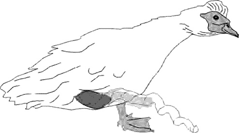 Иллюстрация к книге — Утки тоже делают «это». Путешествие во времени к истокам сексуальности [i_001.jpg]